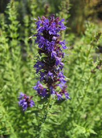 Hyssopus Hyssopus officinalis